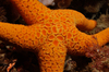 Large-plated Sea Star - Photo (c) James Peake, all rights reserved, uploaded by James Peake