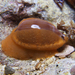 Notocypraea - Photo (c) James Peake, all rights reserved, uploaded by James Peake