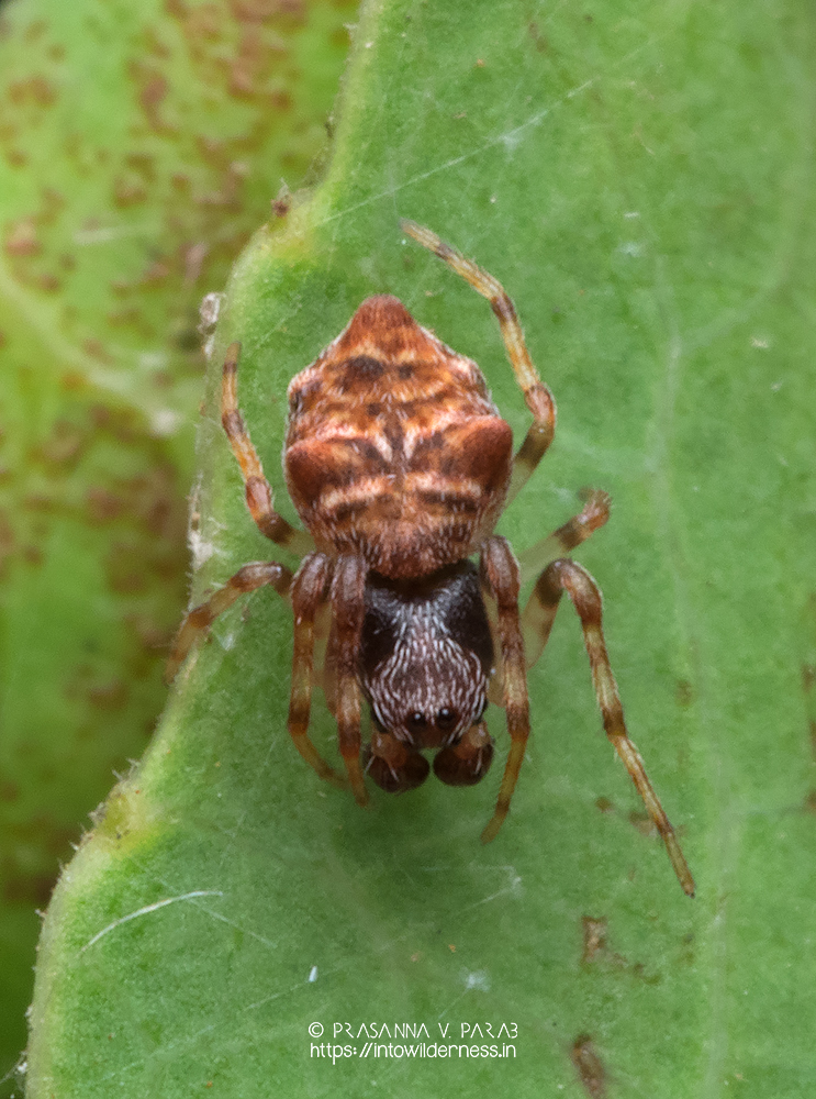 Zuran Insect Zhuaraneus in March 2020 by Prasanna Parab · iNaturalist
