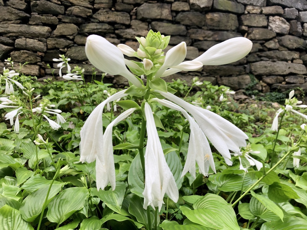 Hosta plantaginea