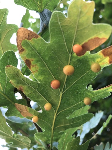 Pea Gall Wasp
