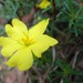 Hibbertia cistiflora quadristaminea - Photo (c) Patrick  Campbell, todos los derechos reservados, subido por Patrick  Campbell