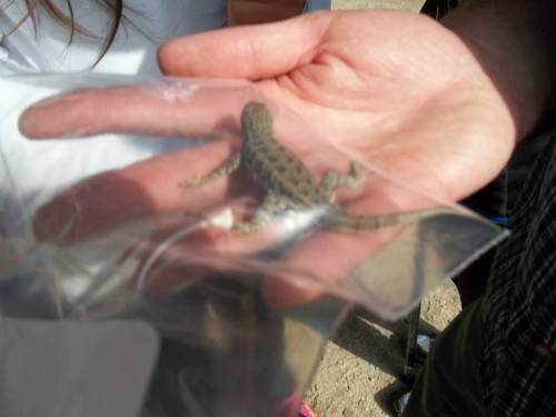 iNaturalist observation photo of Southern Sagebrush Lizard
