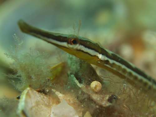 Mitotichthys semistriatus