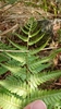 Pteridium aquilinum wightianum - Photo (c) Jiesiang Lin, all rights reserved, uploaded by Jiesiang Lin