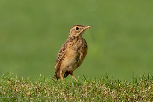 Richard's Pipit