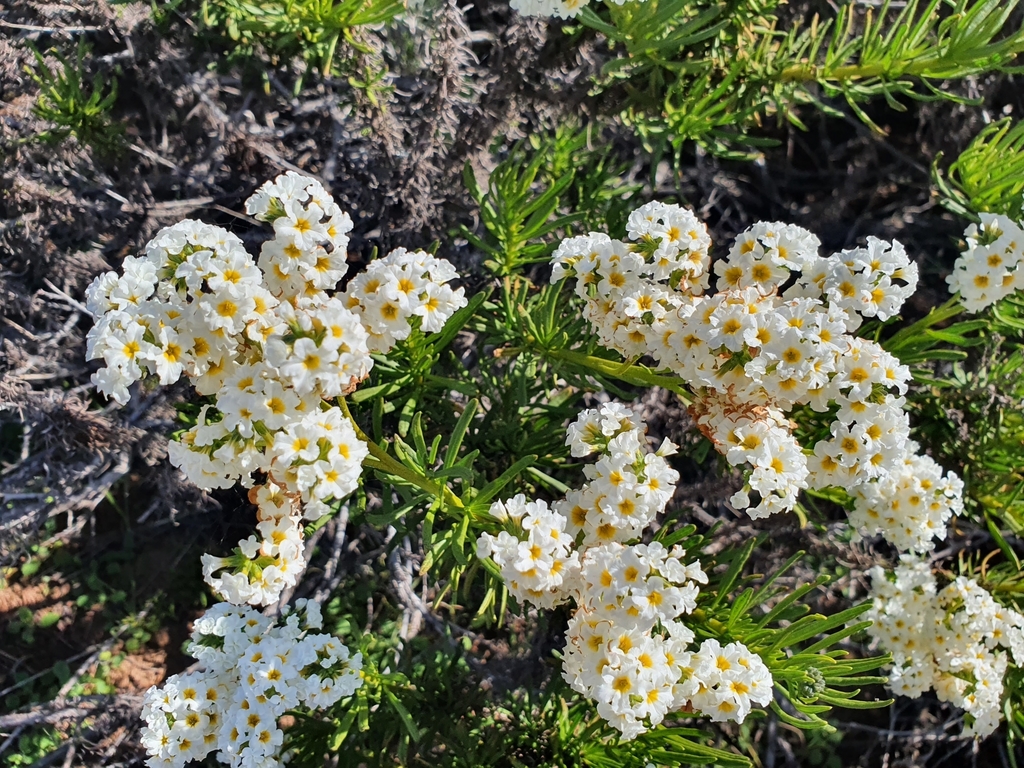 Heliotropium