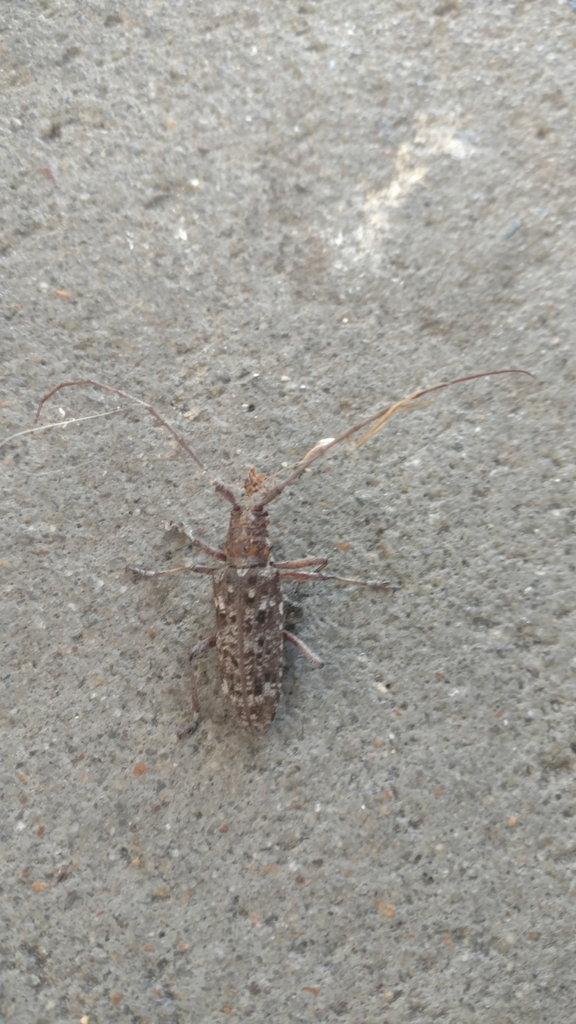 Carolina Pine Sawyer from Mt Olive on July 02, 2020 at 0147 PM by John