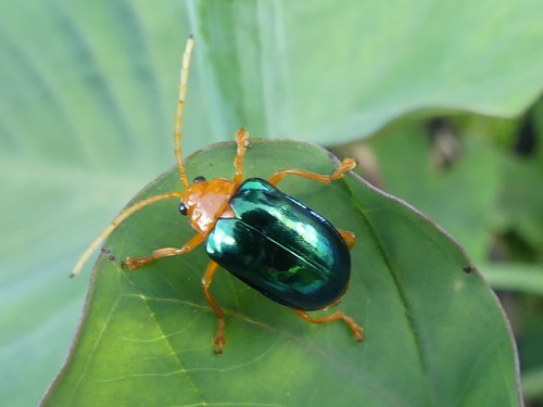 Aplosonyx philippinensis · iNaturalist