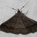 Sober Renia Moth - Photo (c) Ian Davies, all rights reserved, uploaded by Ian Davies