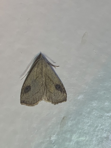 Spotted Grass Moth (Rivula propinqualis)