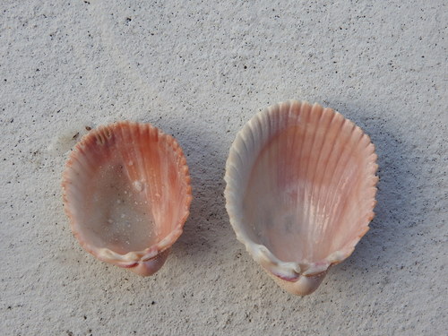Florida Prickly Cockle
