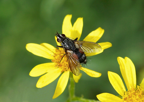 Red Spotted Parasite Fly