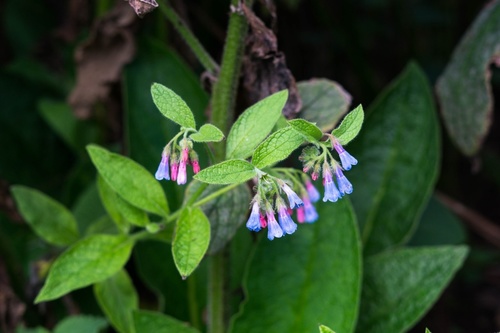 Rough Comfrey