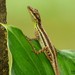 Anchicayá Anole - Photo (c) Matthew Gable, all rights reserved, uploaded by Matthew Gable