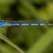 Familiar Bluet - Photo (c) Chris Swan, all rights reserved, uploaded by Chris Swan