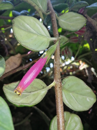 Columnea ovatifolia