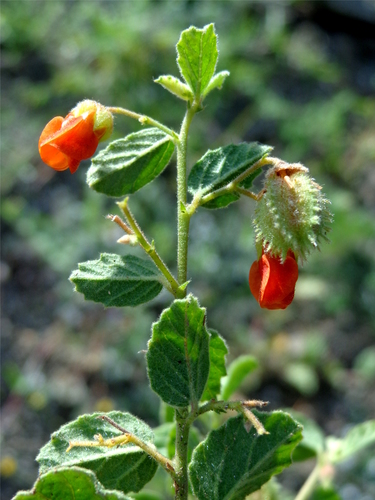 Texas burstwort (Hermannia texana)