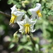 Solanum tribulosum - Photo (c) María Chávez Hernández, kaikki oikeudet pidätetään, lähettänyt María Chávez Hernández