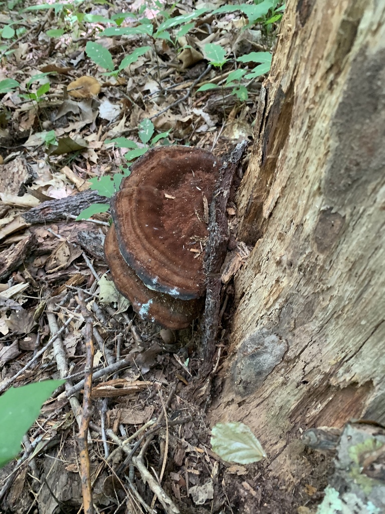 Dyer's Polypore from NY-23A, Prattsville, NY, US on August 16, 2020 at ...