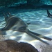 Smalltooth Sawfish - Photo (c) Christopher Simmons, all rights reserved, uploaded by Christopher Simmons