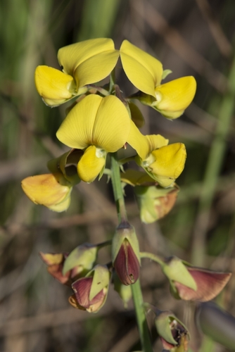 Rattleweed
