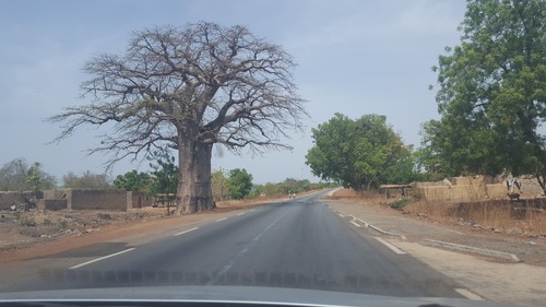 African baobab