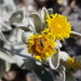 Inula verbascifolia - Photo (c) Fero Bednar, all rights reserved, uploaded by Fero Bednar