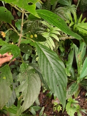 Besleria laxiflora image