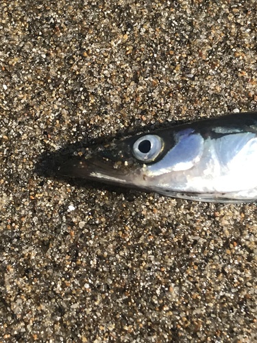 Pacific Sand Lance