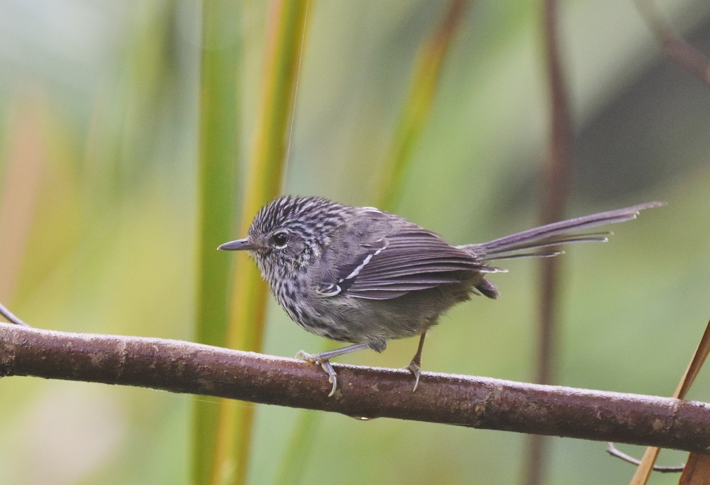 Dusky-tailed Antbird (Drymophila malura) photo