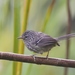 Dusky-tailed Antbird - Photo (c) Maicon Molina, all rights reserved, uploaded by Maicon Molina