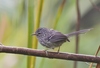 Dusky-tailed Antbird - Photo (c) Maicon Molina, all rights reserved, uploaded by Maicon Molina