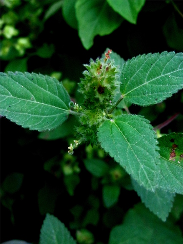 Poiret's copperleaf (Acalypha poiretii)
