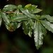 Nectandra megapotamica - Photo (c) Jay Keller, όλα τα δικαιώματα διατηρούνται, uploaded by Jay Keller