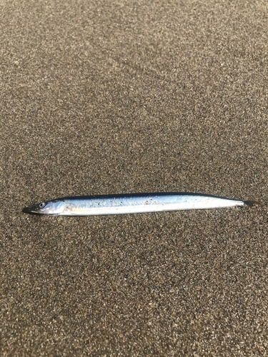 Pacific Sand Lance