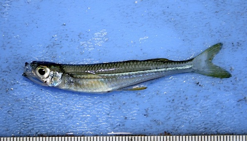 Atherinella milleri