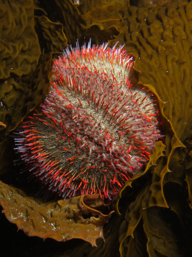 Holopneustes porosissimus L.Agassiz, 1846