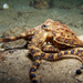 Lesser Blue-ringed Octopus - Photo (c) James Peake, all rights reserved, uploaded by James Peake
