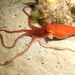 Southern Sand Octopus - Photo (c) James Peake, all rights reserved, uploaded by James Peake