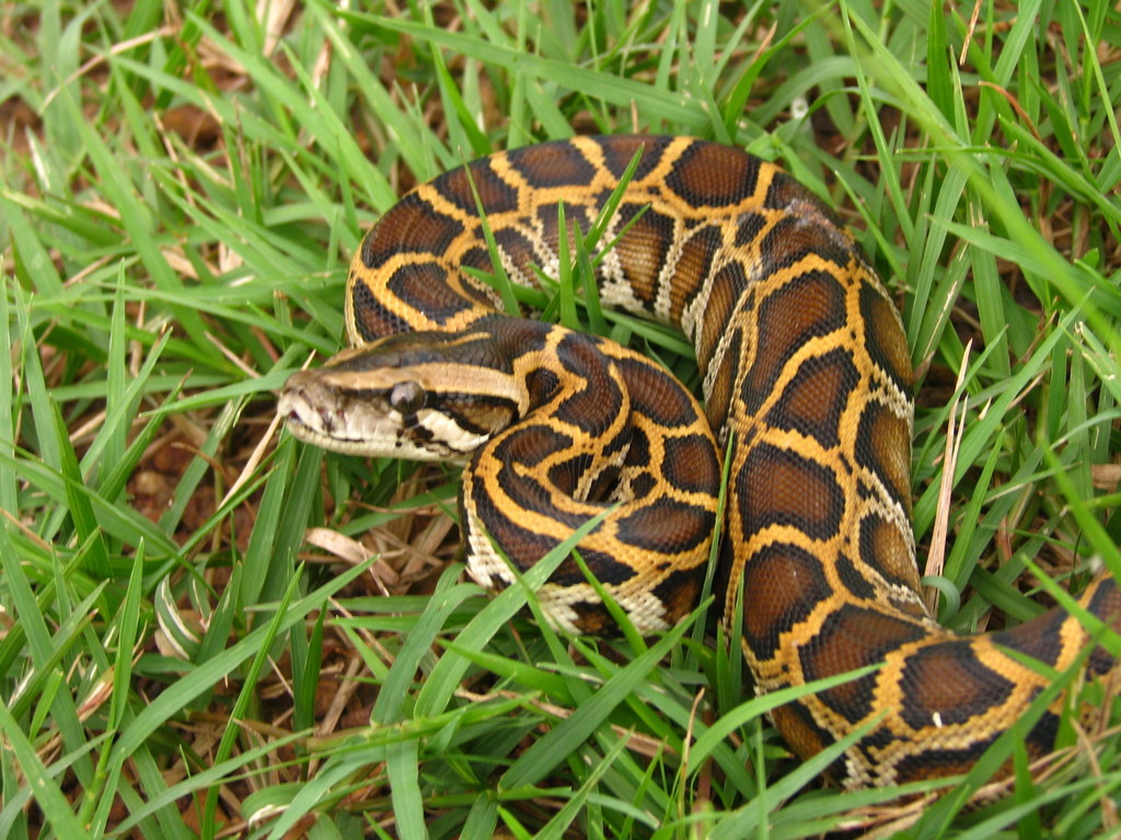 Burmese Python In July 2009 By Siriwat Dangsri · Inaturalist