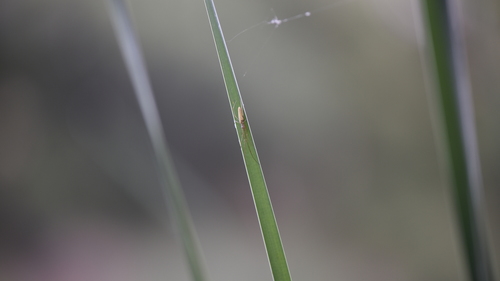 iNaturalist observation photo of Stretch Spiders