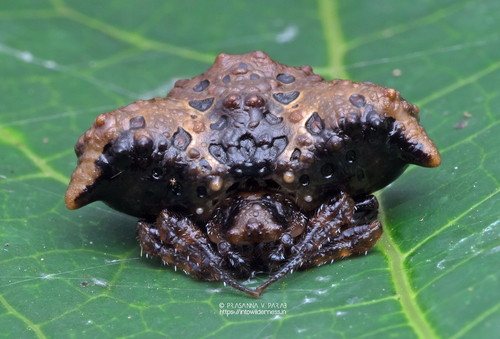 Pasilobus