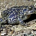Dixie Valley Toad - Photo (c) aambos, all rights reserved