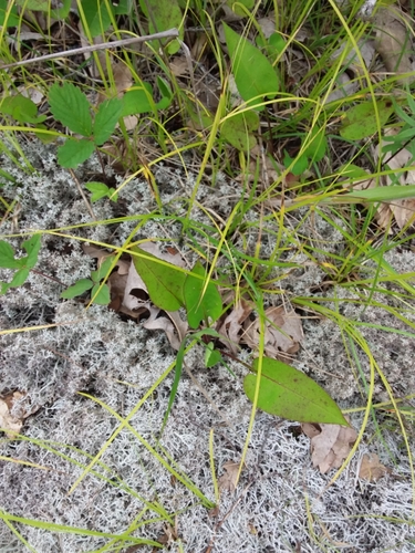 Symphyotrichum oolentangiense