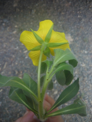 large-flowered primrose-willow
