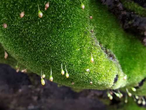 Haplodontium