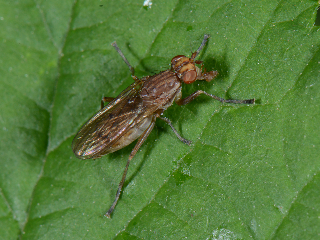 Marsh Flies from South Derbyshire District, England, UK on July 14 ...