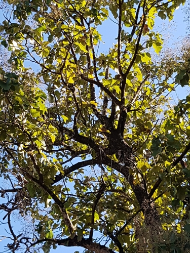 Teak
