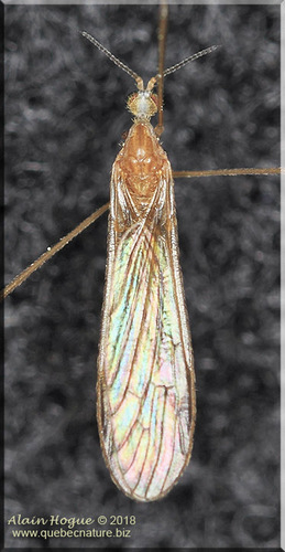 Shannonomyia
